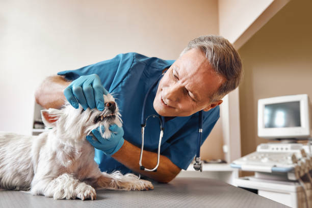 Best Emergency Denture Repair in O, MI